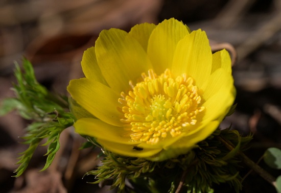 ���� �Ѷ�� ����� ���� ���ɡ�...�������� ù ��ȭ