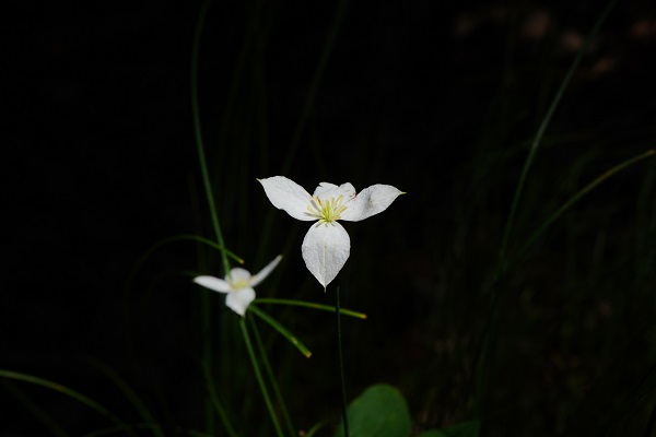 ��ȭ�� �����鿡 �츮���� Ư��Ĺ� ���ܴ����Ƹ��� ���� 