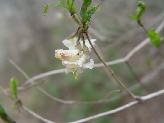 ���������, 2�� ���츮�� �����Ĺ����� ���渶����������