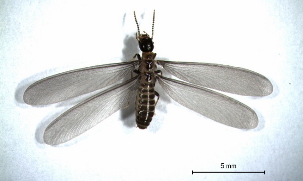 ������ �ʴ� ����, ���򰳹̡����������� ���� ����